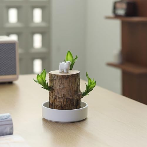 Ceramic Plant Saucer 4” Water Catcher Pot Tray for Brazilian Wood Plant |