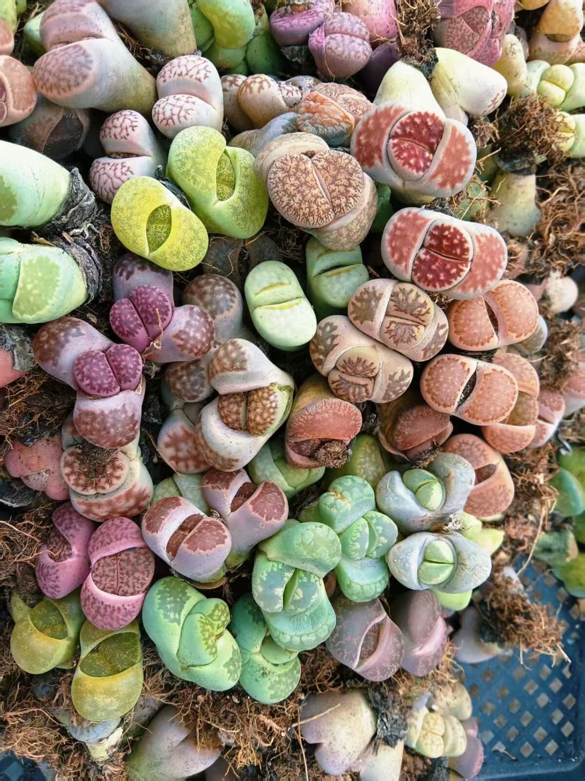 10 pcs lithops double headed beautiful color