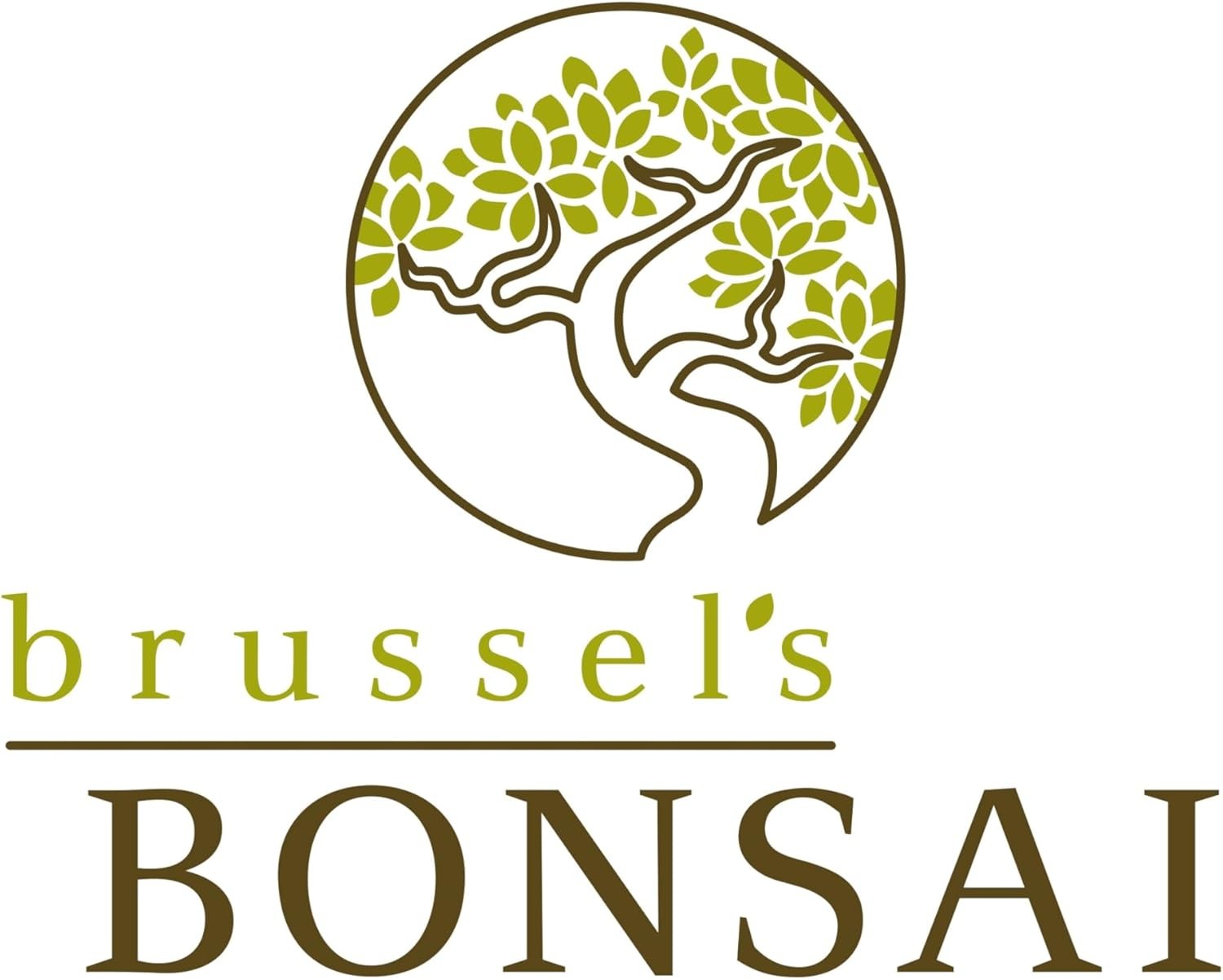 Brussel’s Bonsai Live Dwarf Jade Tree, Indoor – Small, 3 Green