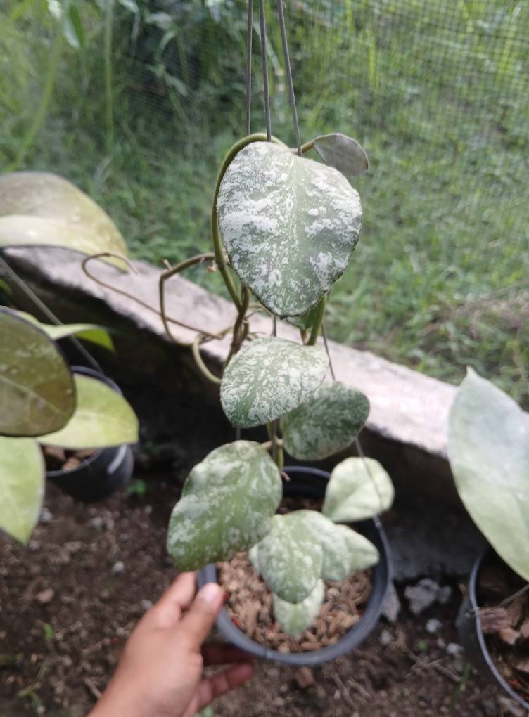 Hoya Waymaniae Cloudy Sky Rare Tropical Indor Outdor Wax Plant