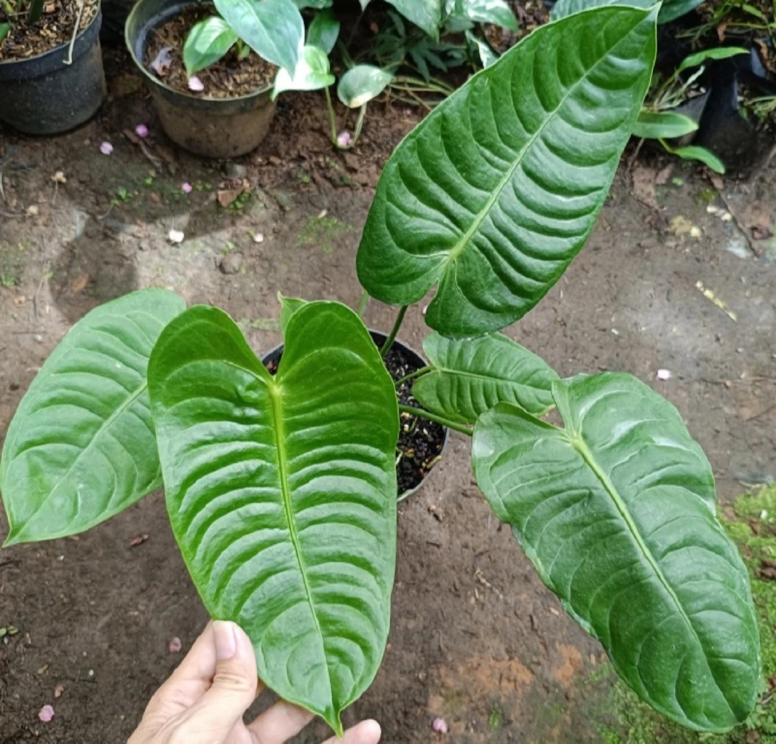 Anthurium King Veitchii Rare Velvet Leaf Aroid Giant Rippled Foliage Plant