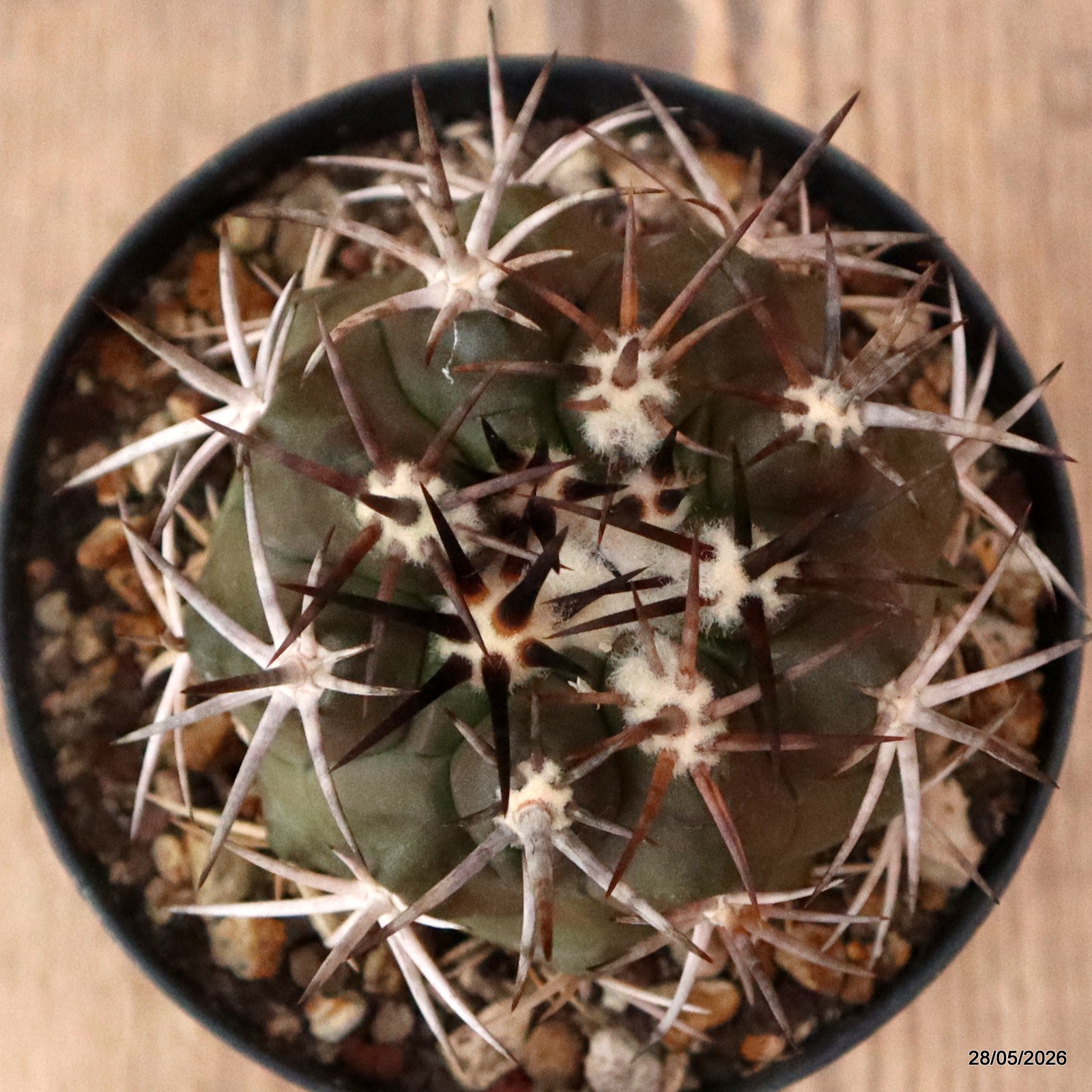 D5084 COPIAPOA ECHINOIDES pot10-H6-W7 cm MaMa Cactus