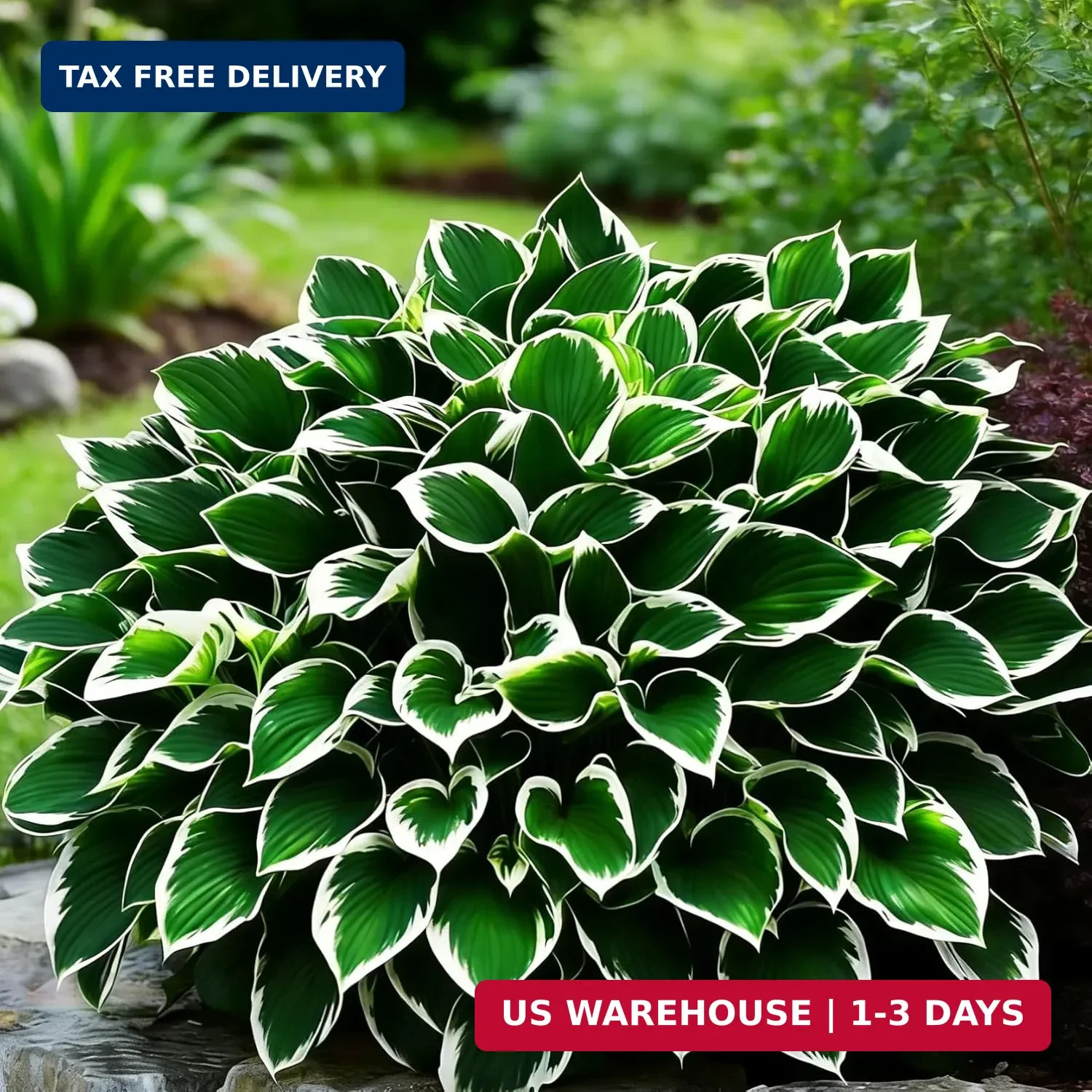 Hosta Seeds for Planting, 310+ Mixed Rare Hosta Seeds, Perennial Flower Palnts,