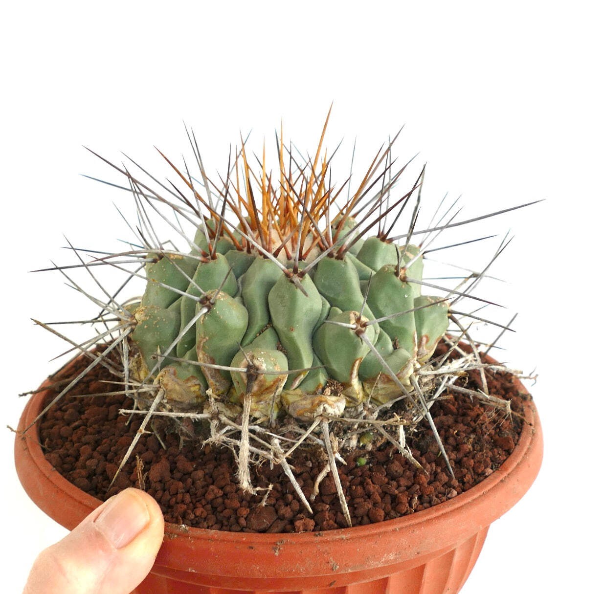 Thelocactus rinconensis LONG GOLDEN SPINES – Rincon cactus | Star cactus