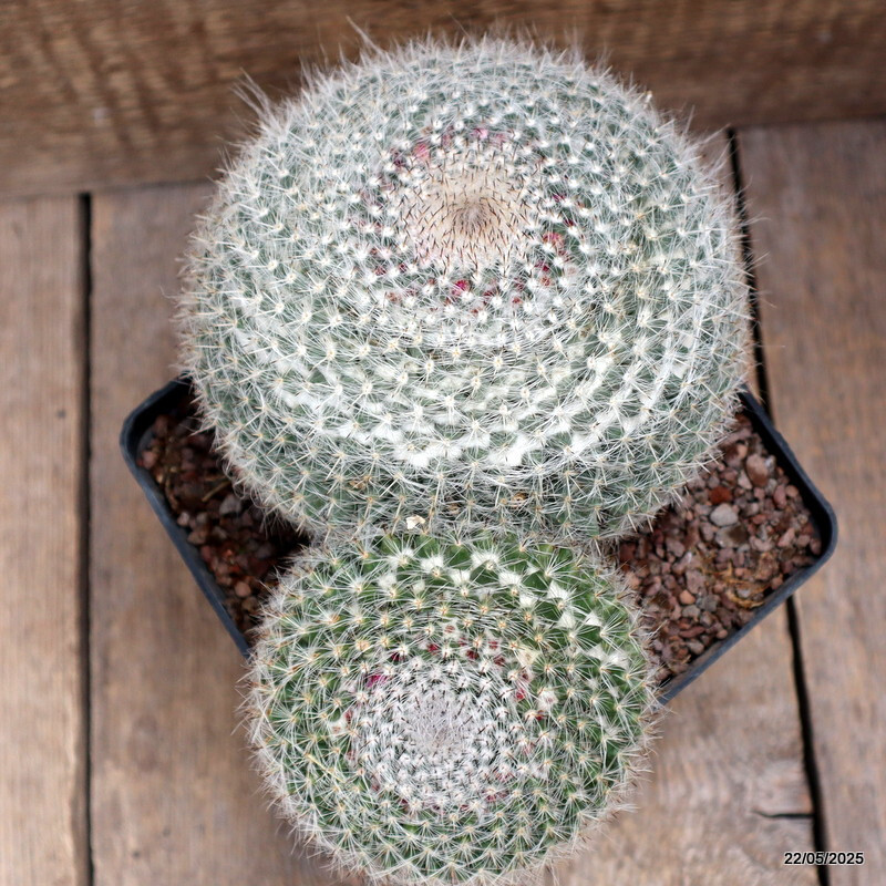 D4306 MAMMILLARIA HANIANA pot14-H13-W22 cm MaMa Cactus