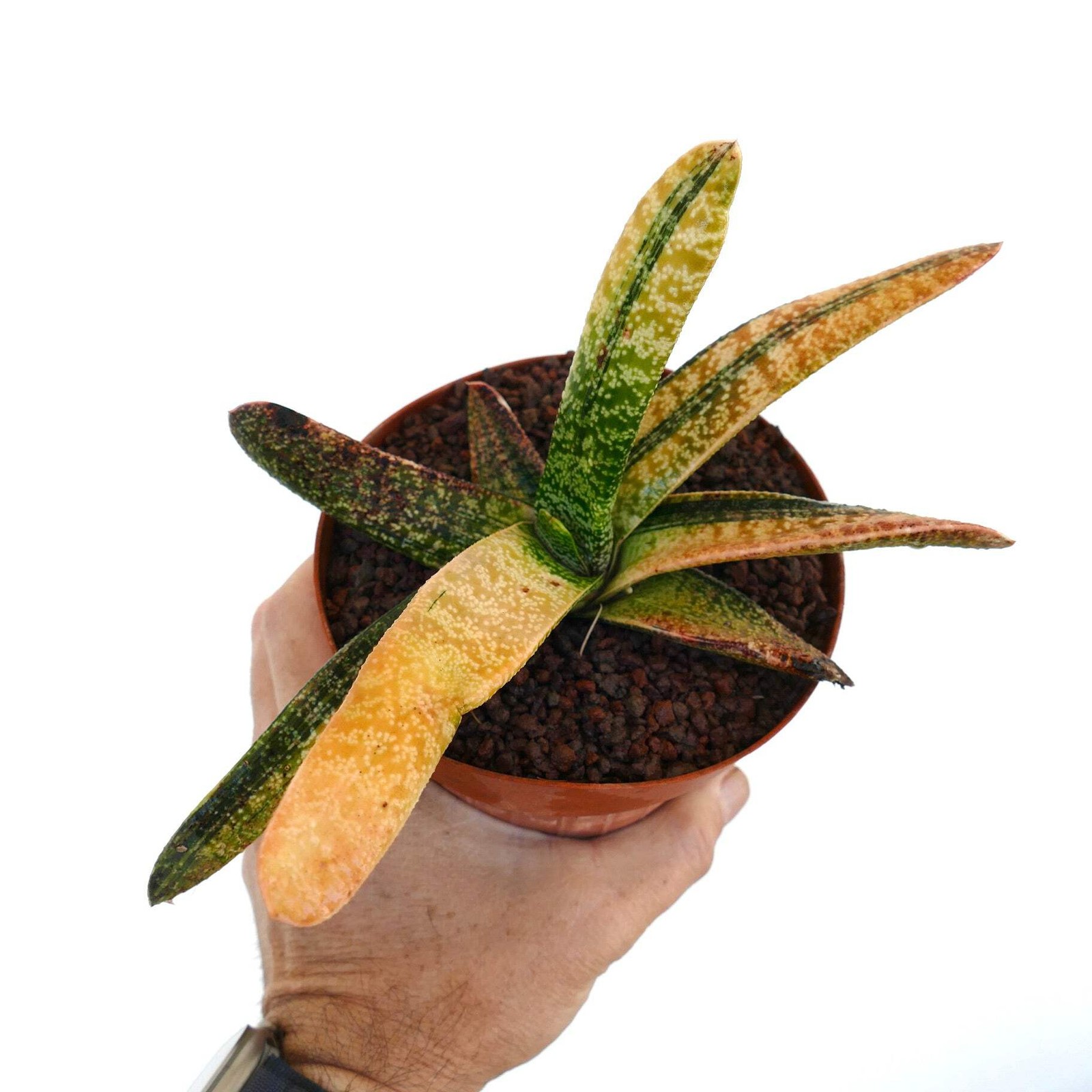 Gasteria batesiana YELLOW REVERSE VARIEGATED – Knoppies gasteria | Ox tongue