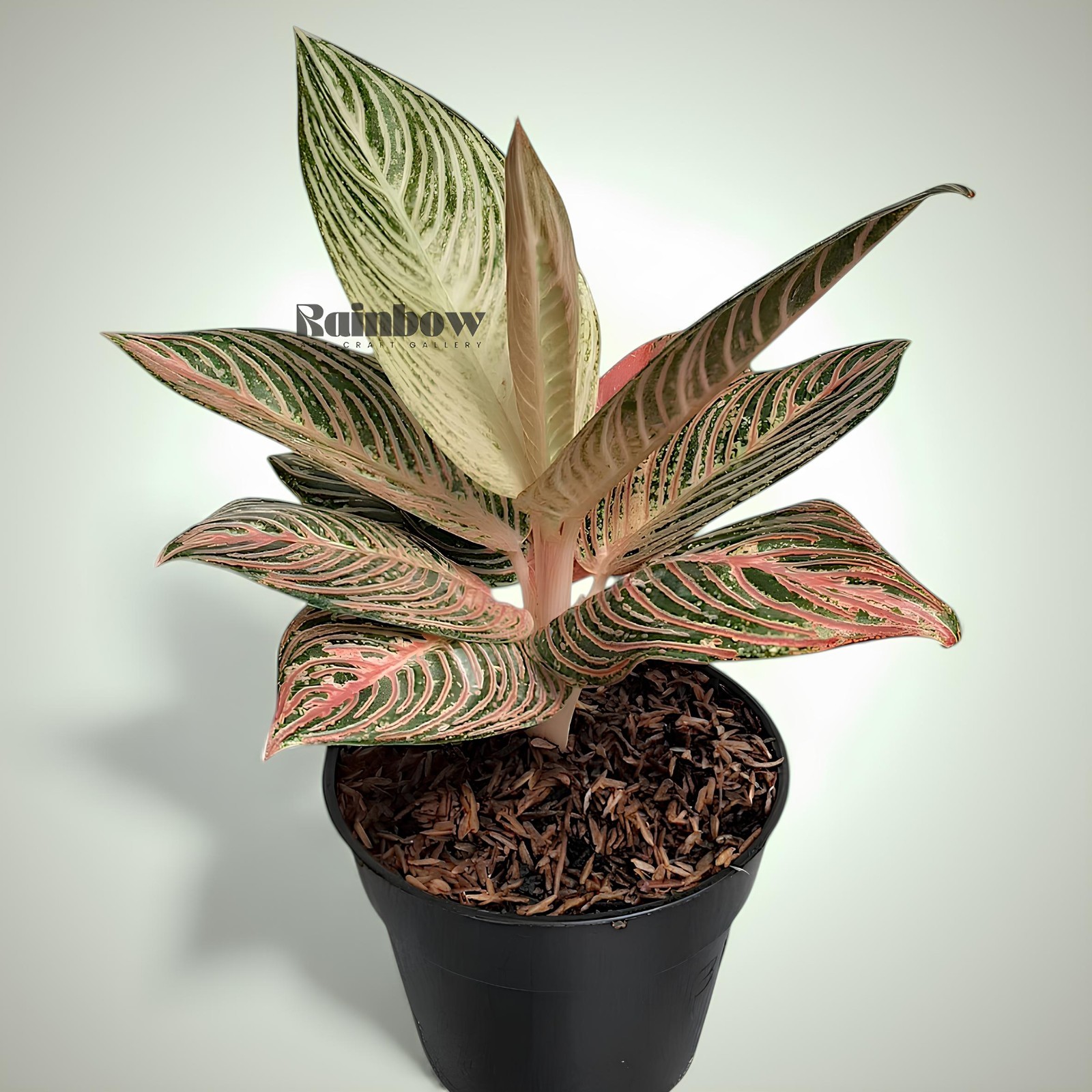 Aglaonema Golden Hope Beatiful Ornamental Plant