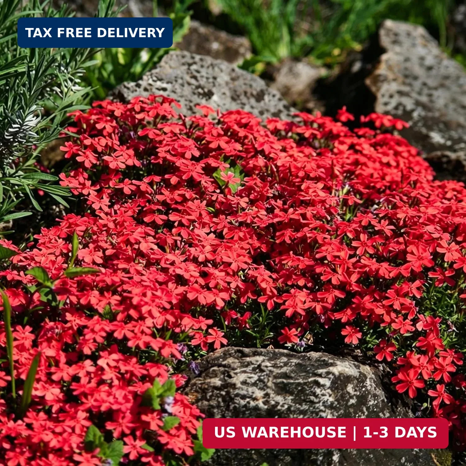 Dwarf Creeping Phlox Seeds for Planting, 1008+pcs Perennial Creeping Sky Phlox F