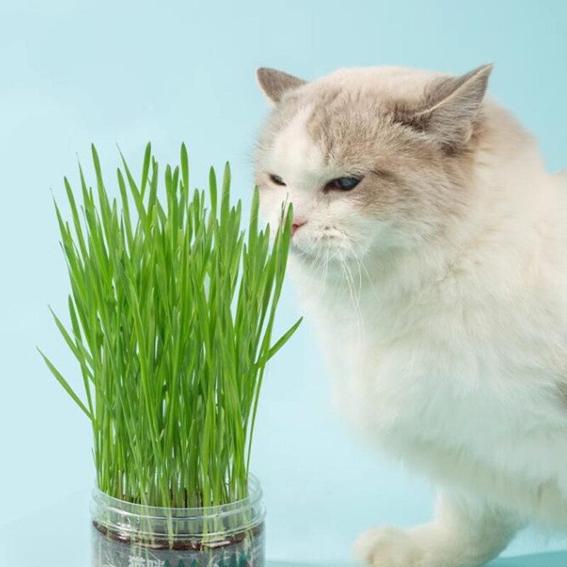 The Cat Ladies Cat Grass for Indoor – Growing Kit – Organic Cat Grass seeds