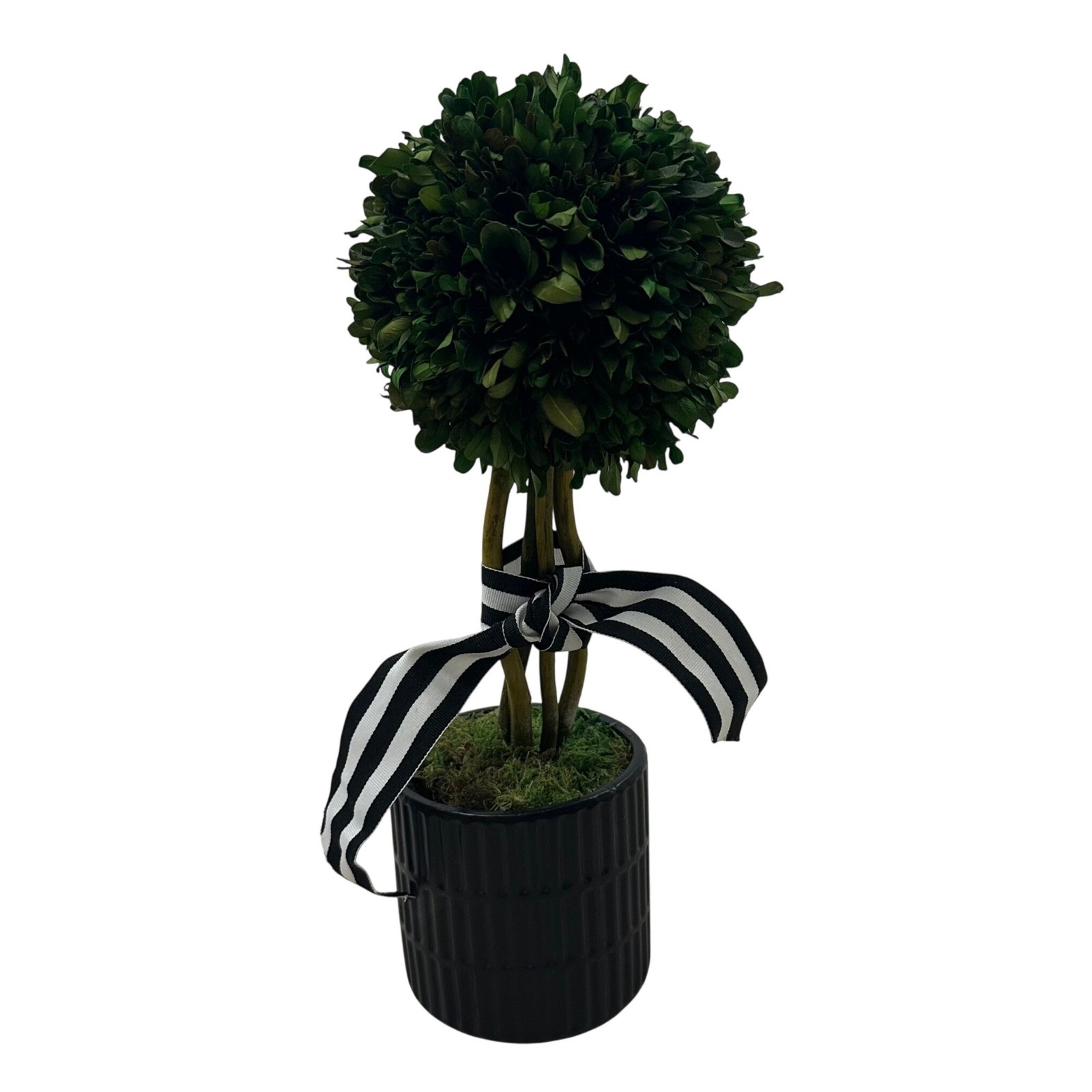 Preserved Boxwood Topiary 15in Ball in Black Ribbed Ceramic Pot Striped Ribbon