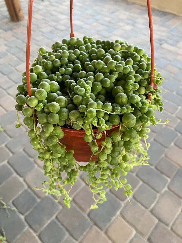 Live Succulent String of Pearls Live Plant Fully Rooted in 4″ Pot with Soil