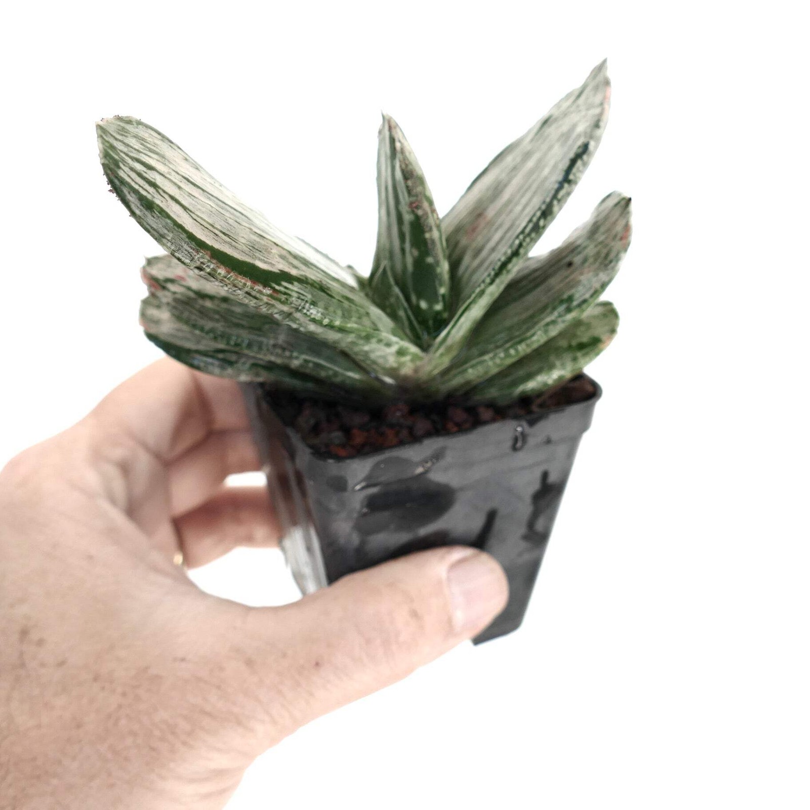 Gasteria cv. ‘Ariso-no-Matsu’ WHITE VARIEGATED – Ox tongue | Lawyer’s tongue