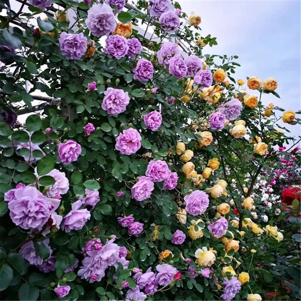 (10) CLIMBER ROSE SEEDS perennial flower garden climbing plant USA SELLER TRACK