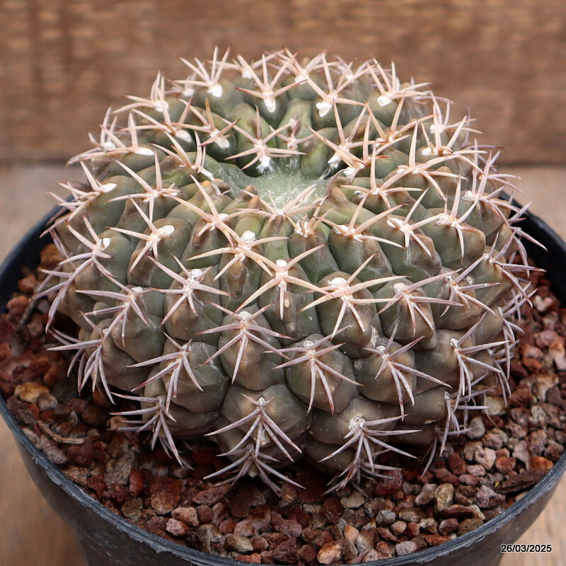 A2163 GYMNOCALYCIUM SP. MONSTER pot14-H8-W11 cm MaMa Cactus