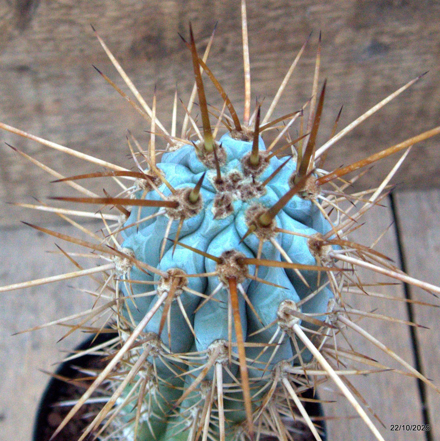 D7103 BROWNNINGIA HERTLINGIANA pot12-H24-W7 cm MaMa Cactus