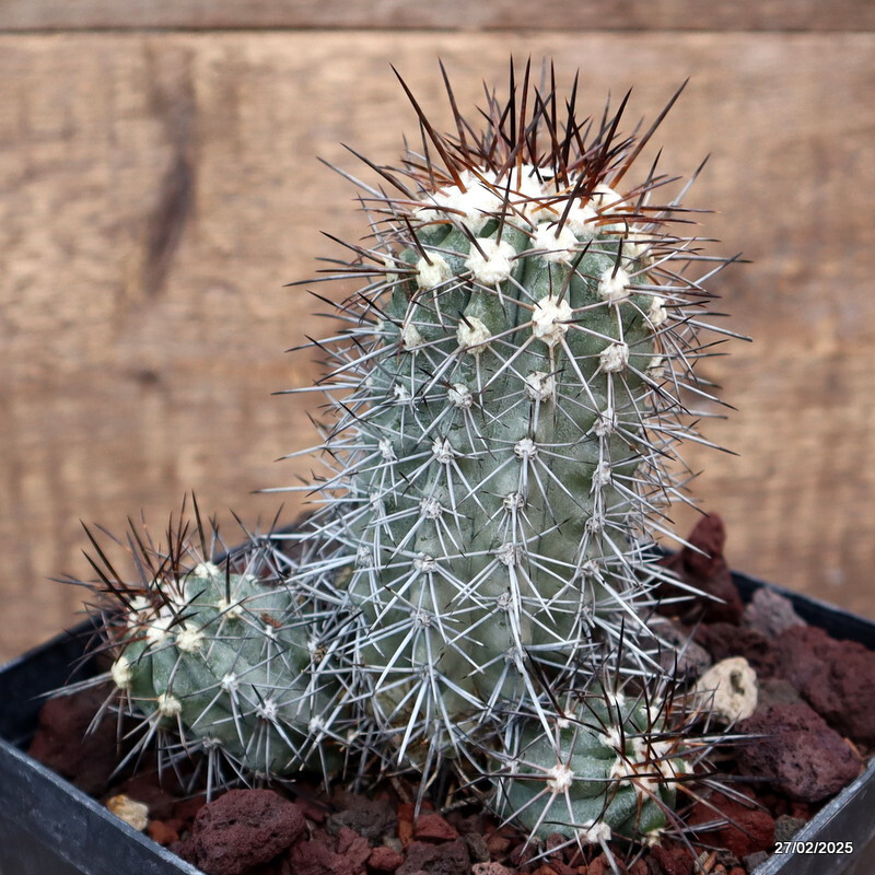 D3209 COPIAPOA COQUIMBANA TRAPIQUE pot14-H13-W11 cm MaMa Cactus