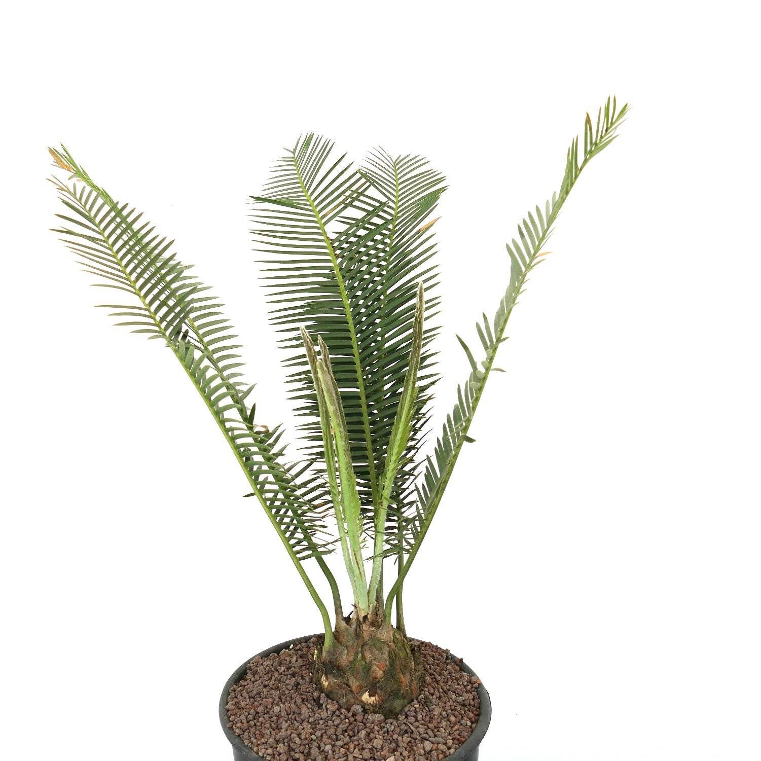 Dioon edule Jacala Form (Hidalgo, MX) 8x7cm Caudex – Chestnut dioon | Virgin’s p