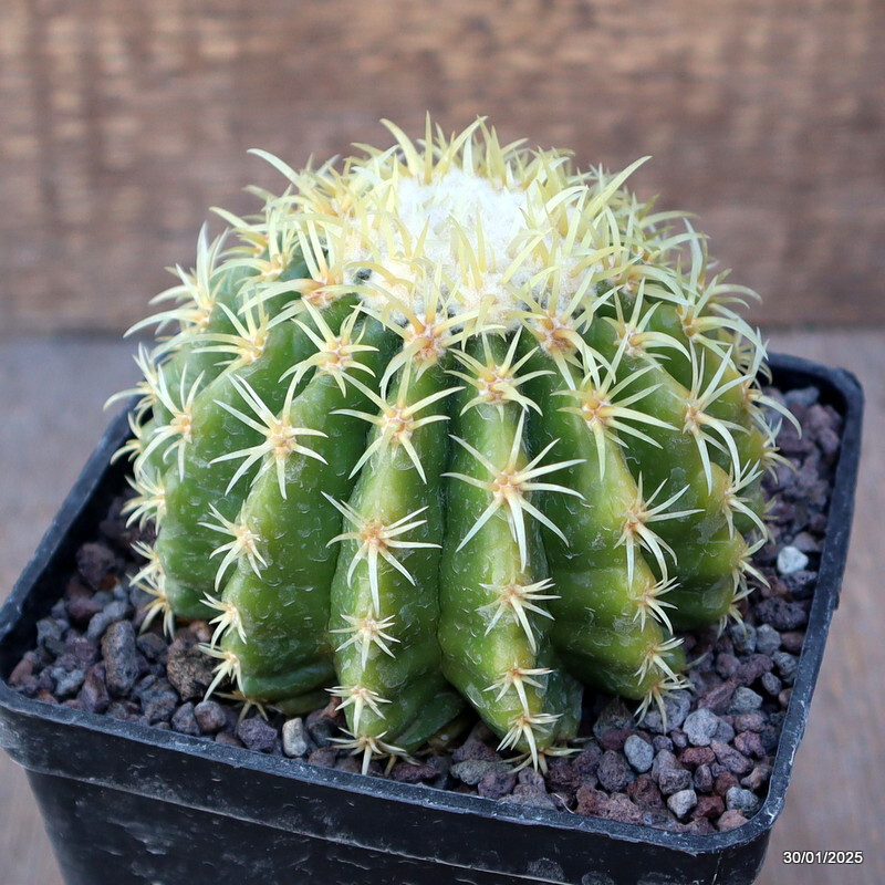 A9299 ECHINOCACTUS GRUSONII BREVISPINUS pot10-H8-W9 cm MaMa Cactus WHITE SPINES