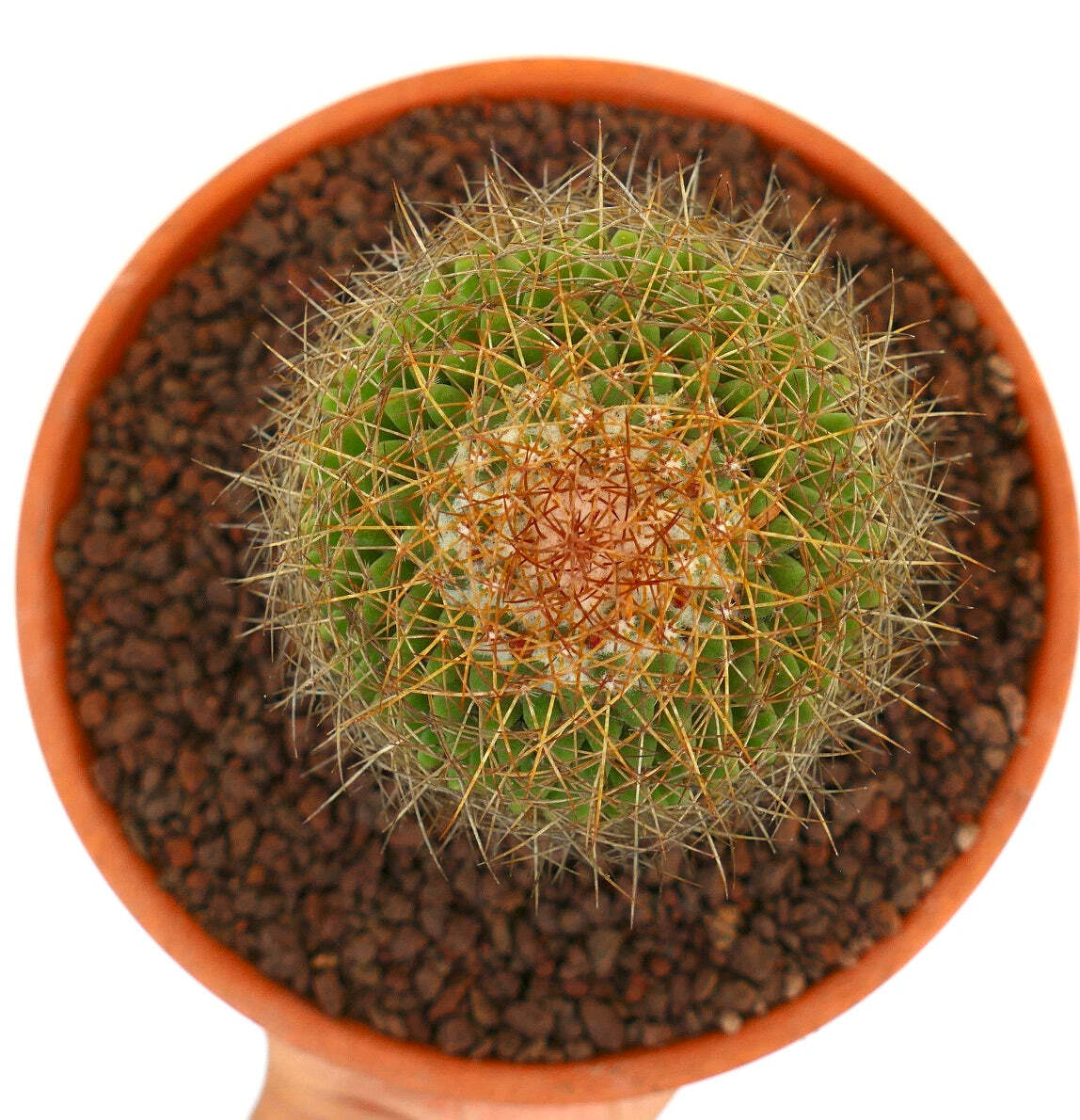 Mammillaria parkinsonii REP 2363 Pena Miller, Querétaro, Mexico –