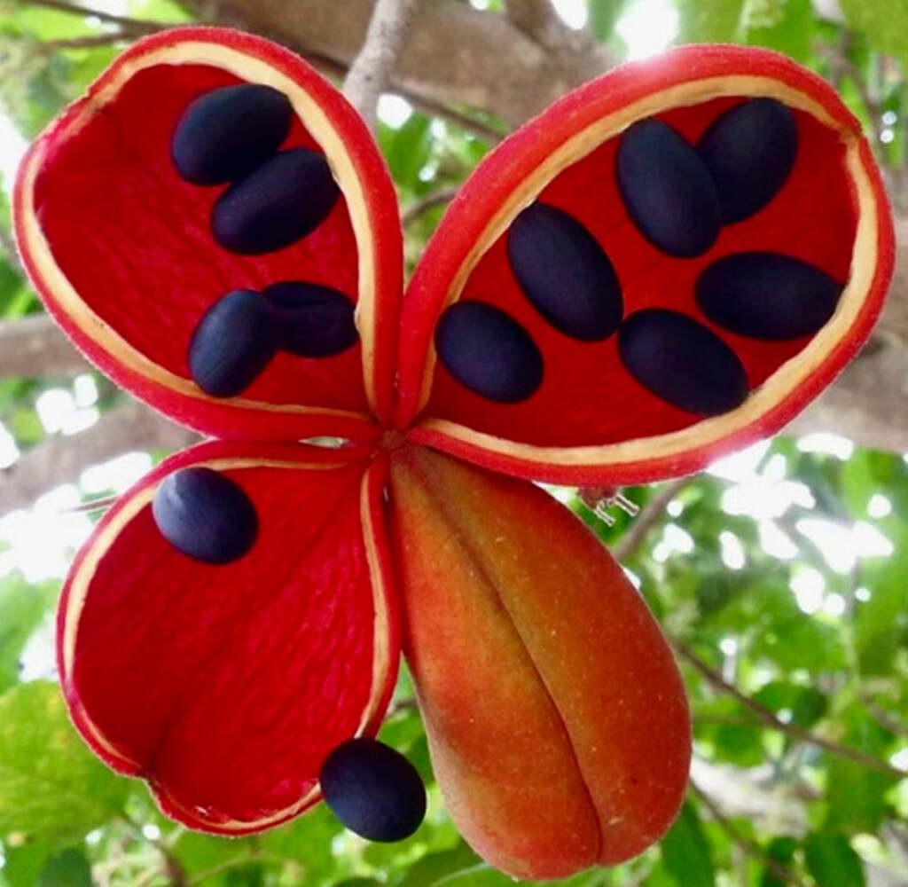 Firmiana simplex 80-110cm | Chinese parasol tree | Varnish tree – Chinese paraso