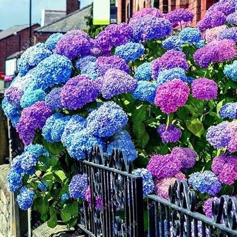 25 Pcs Colorful Hydrangea – Blue, Pink & Purple Hardy Perennial Flowers