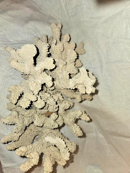 Large Faux Coral Decor Centerpiece – Heavy 4lb Cast Stone – Coastal Home Decor