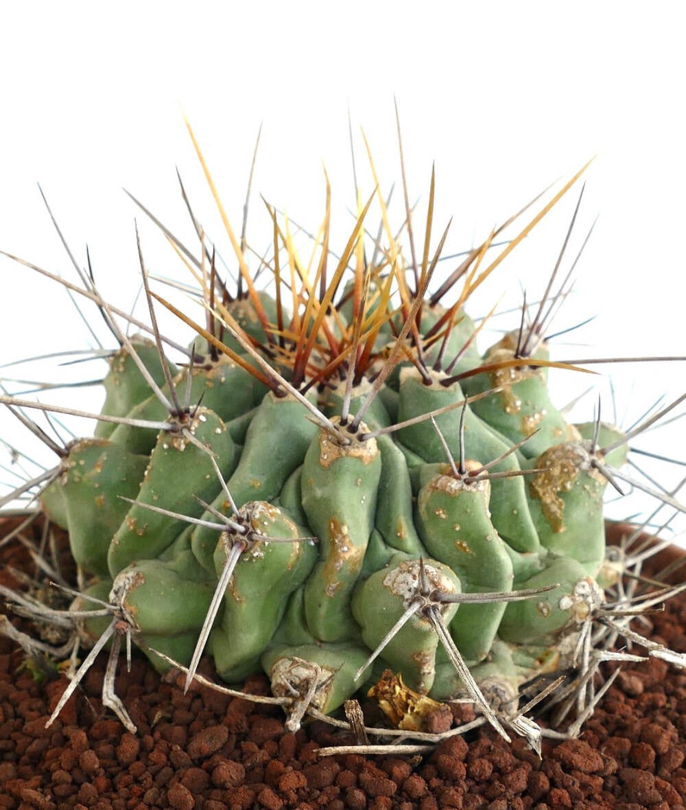 Thelocactus rinconensis LONG SPINES SELECTED – Rincon cactus | Thelocactus