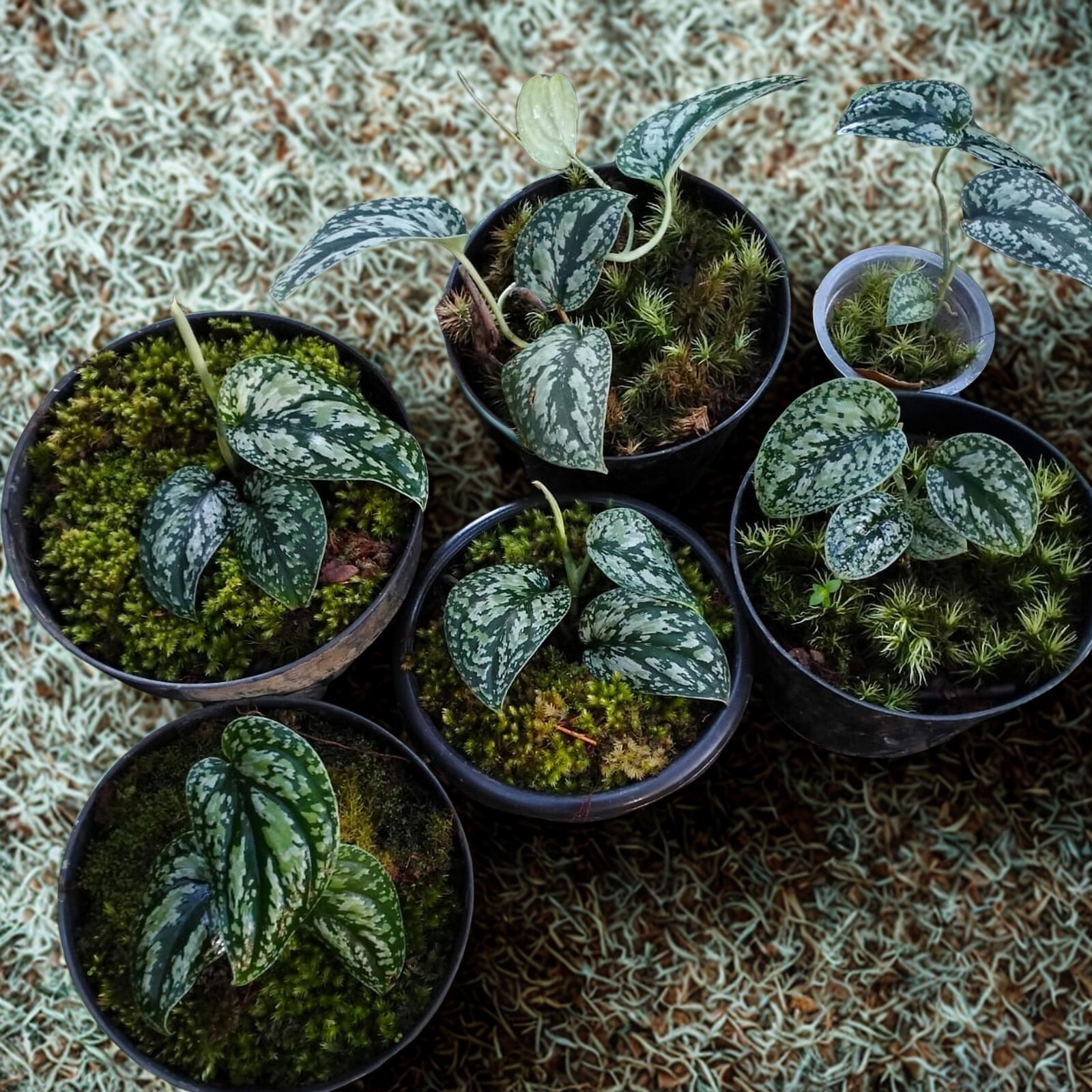 Scindapsus Tricolor Sp Borneo Live Plant Rare Aroid Indoor Grow in Pot