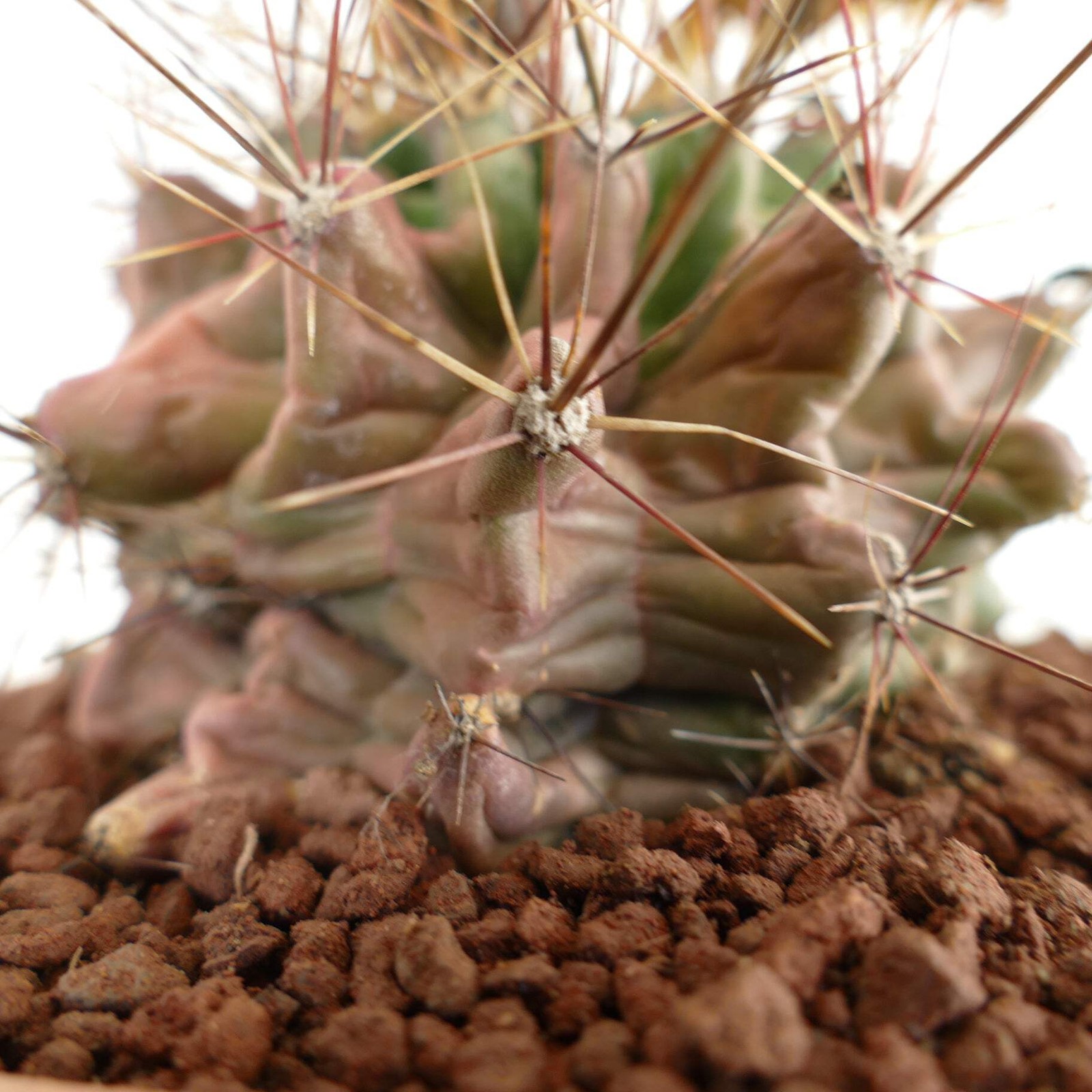 Ferocactus hamatacanthus UNUSUAL RIBS FORMS – Texas barrel cactus | Hooked barre