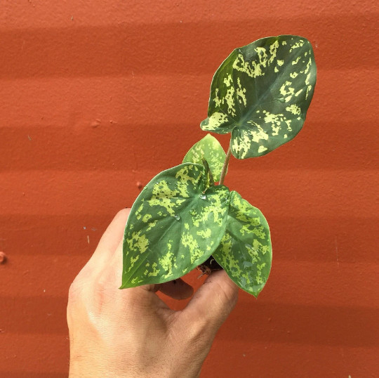 Alocasia Hilo Beauty Elephant Ears Plug | Caladium Indoor & Outdoor House Plant