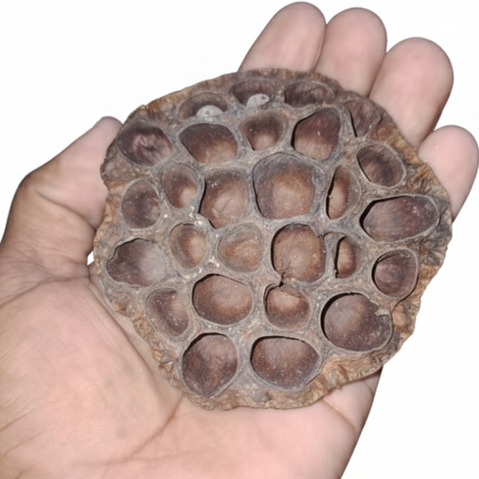Natural Dried Lotus Seed Pods – Floral Craft, Home Decor, Wedding, DIY FREE