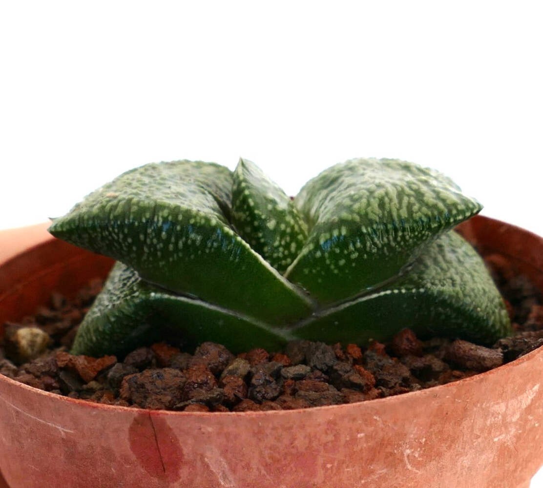 Gastera armstrongii CLONE DE LICTE, Netherlands (EXTRA THICK) – Ox tongue | Arms