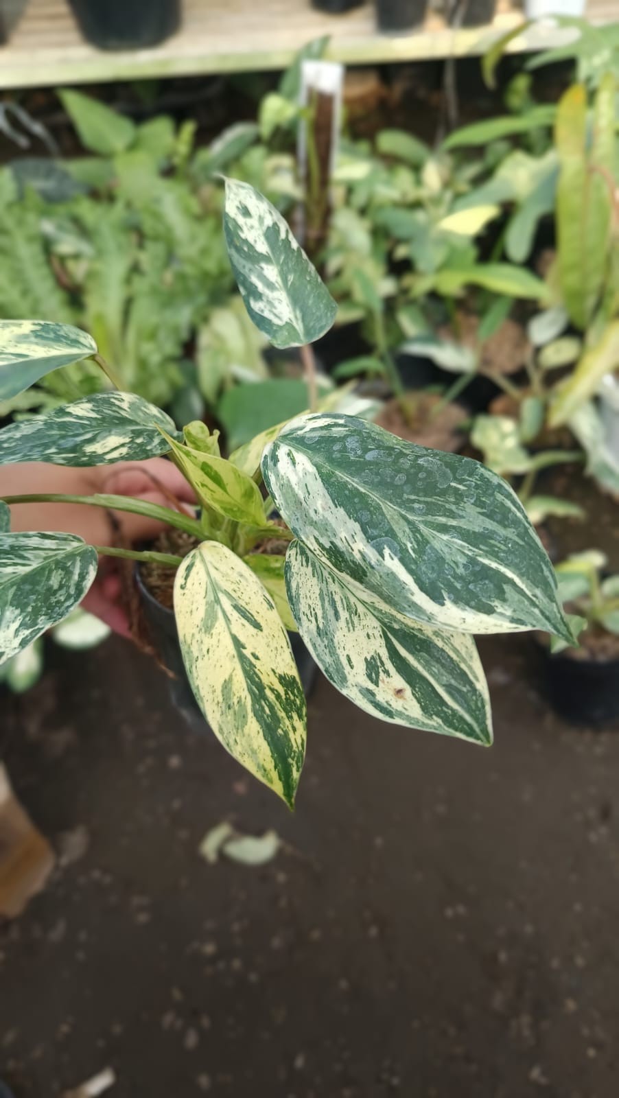 Real Picture Philodendron Ilsemanii Philippines ‘ Emerald Ice ‘ Variegated