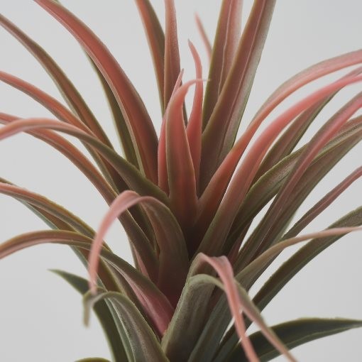 IKEA FEJKA Artificial Plant Set Of 3 Air Plant Selling 2 boxes as a bundle