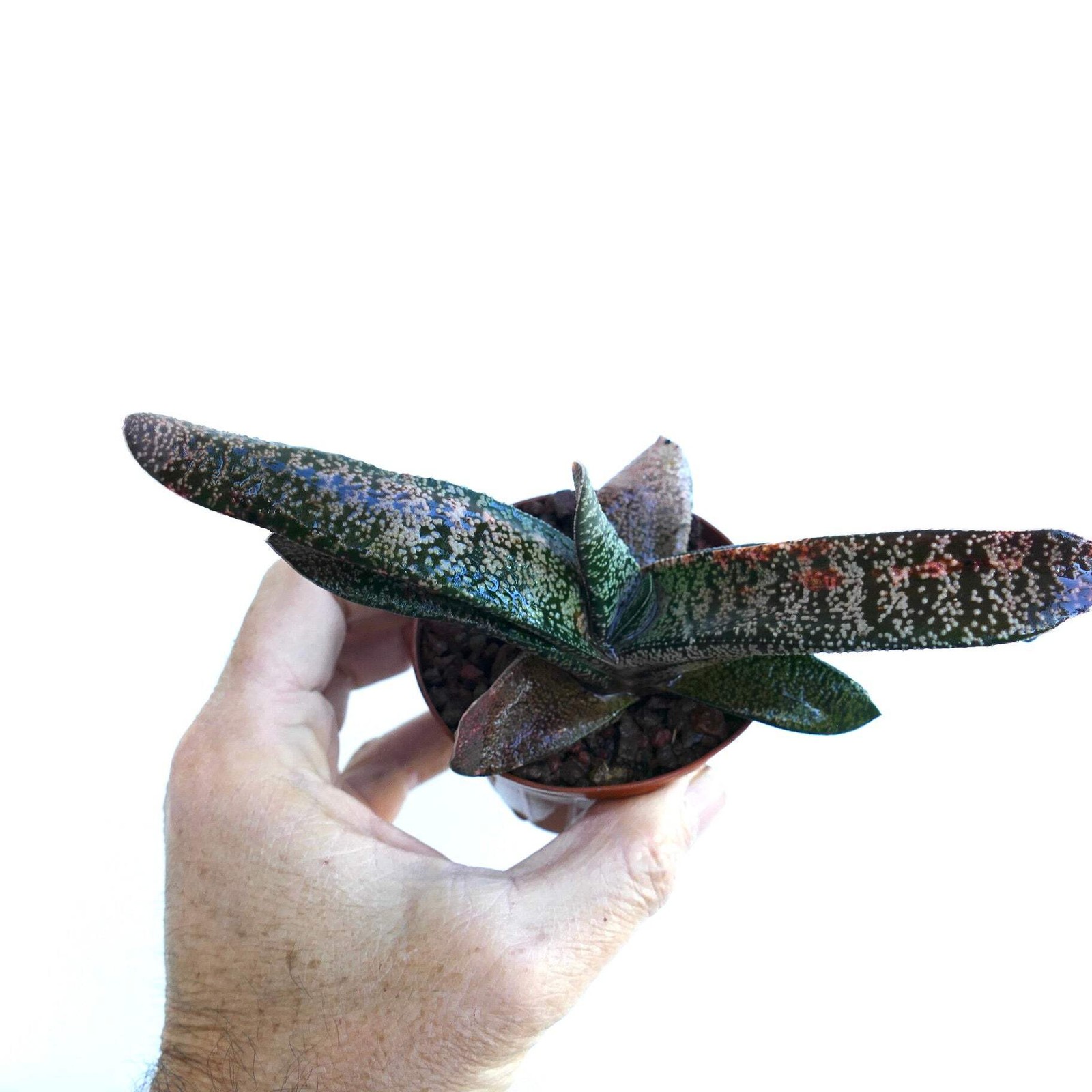 Gasteria batesiana x carinata SELECTED FORM – Ox tongue | Lawyer’s tongue