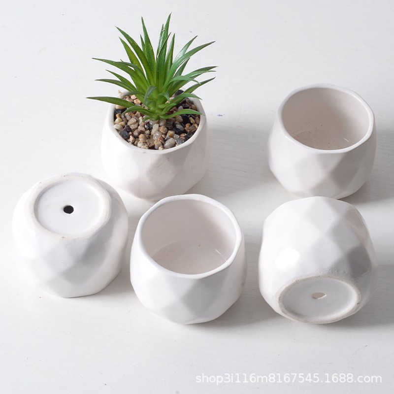 Succulent Plants Cactus Ball Live House Plants for Home Office Garden Decor