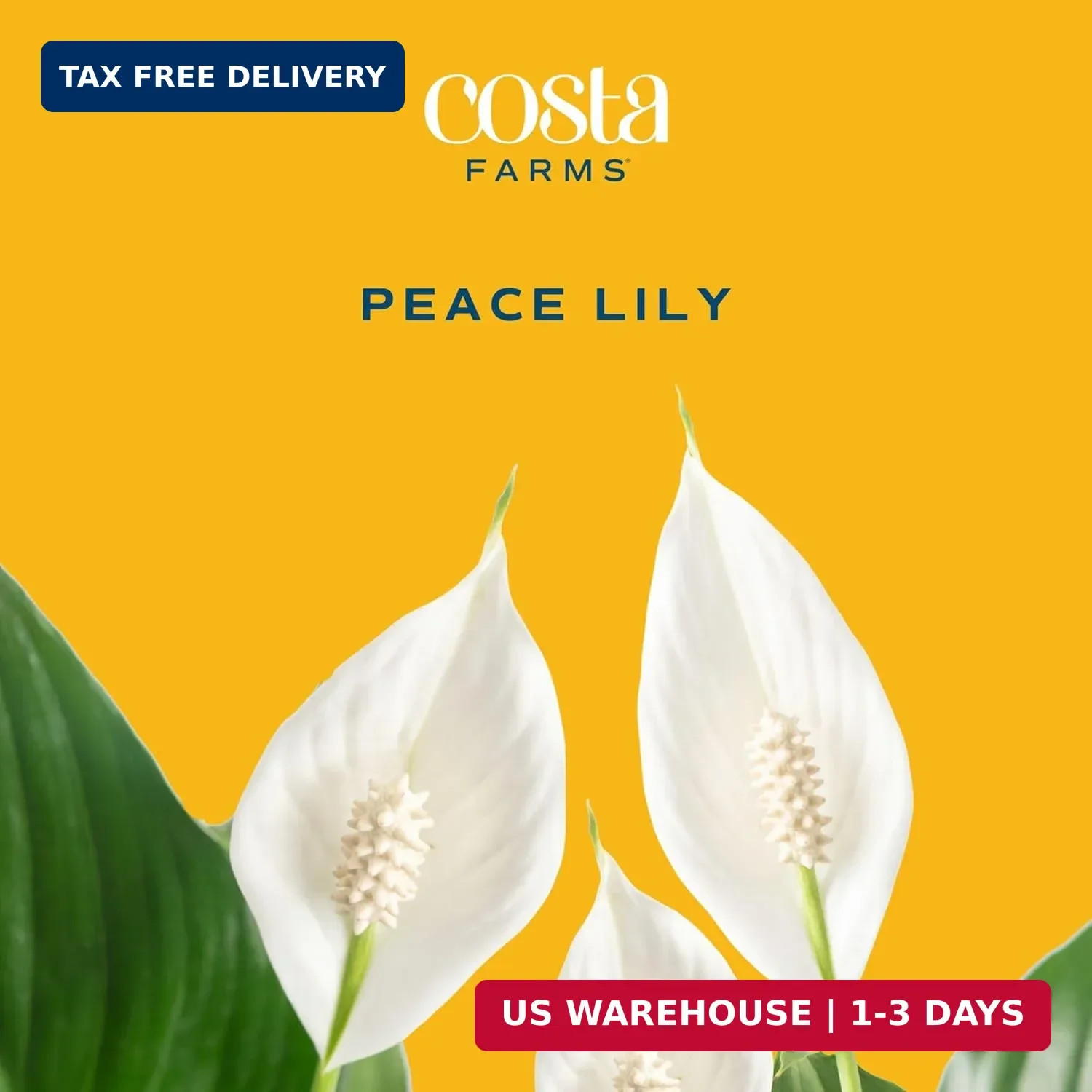 Costa Farms Peace Lily Live Plant in Decorative Pot, Air Purifying Flowering Ind