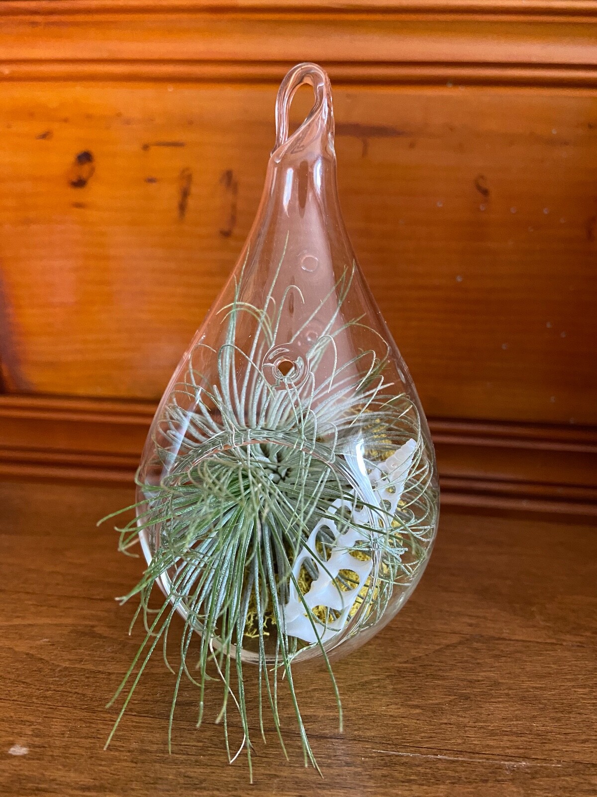 Glass Airplant Plant Terrarium Vessel Clear Teardrop Container Rustic Jute NEW!