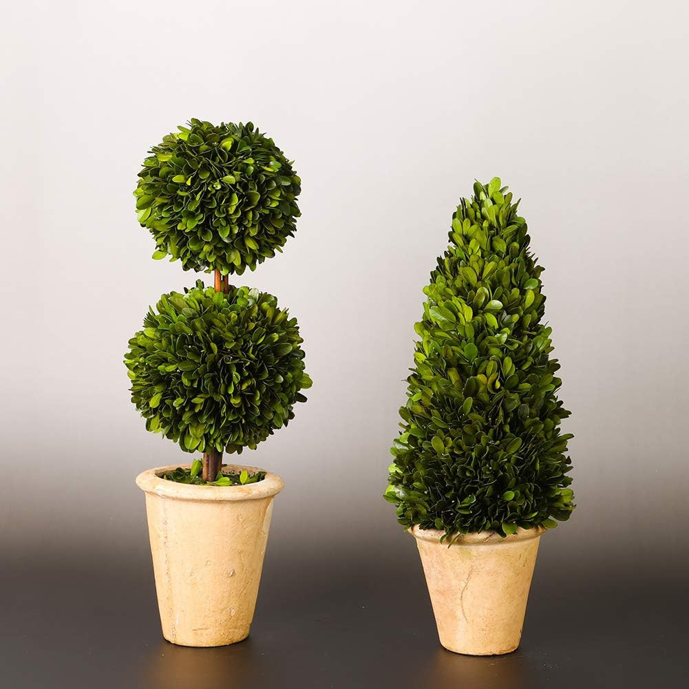 Real Preserved Boxwood Evergreen Potted Tree Globe Tree Topiary in Terracotta Pl
