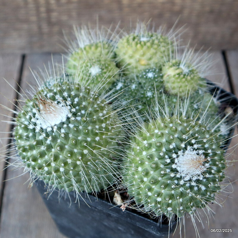 A5000 MAMMILLARIA SPINOSISSIMA UNPICO CRESTED pot12-H7-W14 cm MaMa Cactus