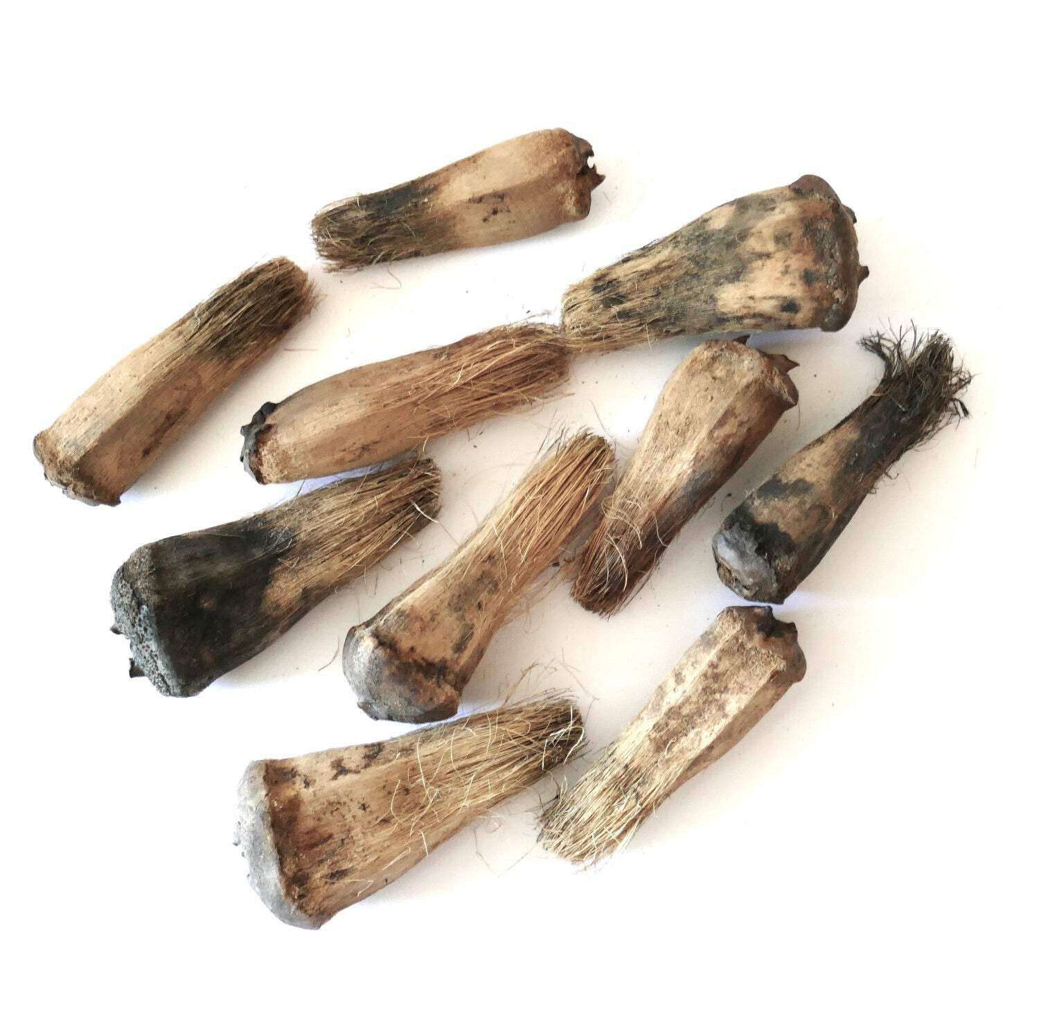 Pandanus monotheca SEEDS – Pandan | Screw pine