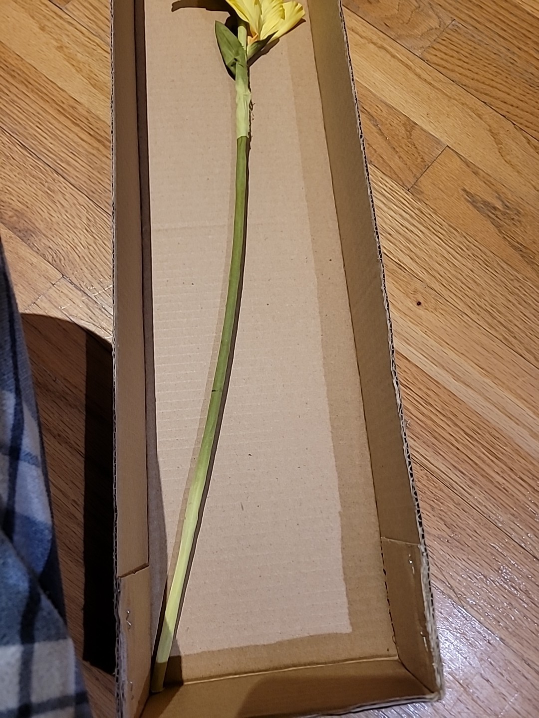 15 Pk Artificial Yellow Gladiolus Flowers Stem approx 36 inch L By Better Homes