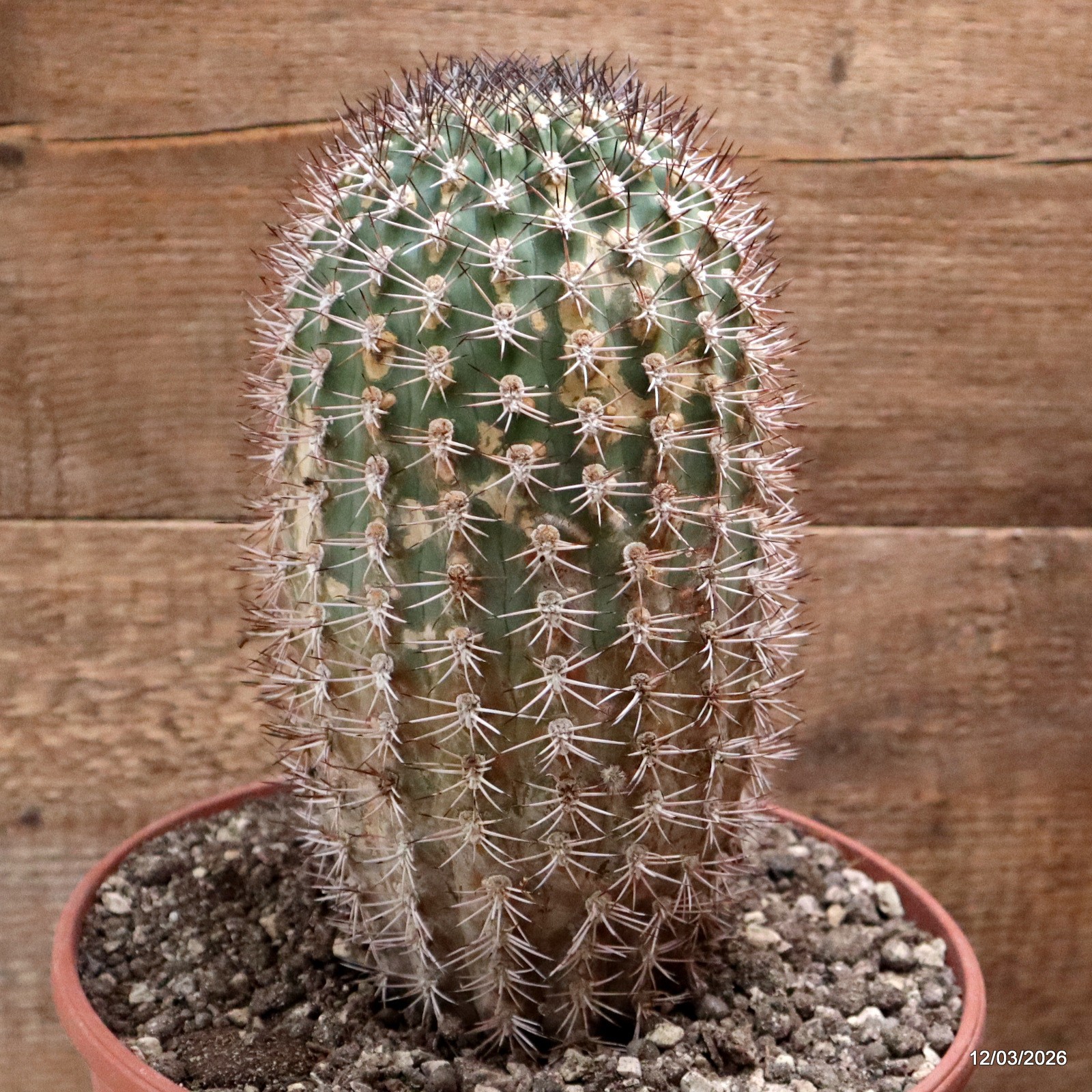 D7978 ACANTHOCALYCIUM THIONANTHUM pot22-H23-W11,5 cm MaMa Cactus
