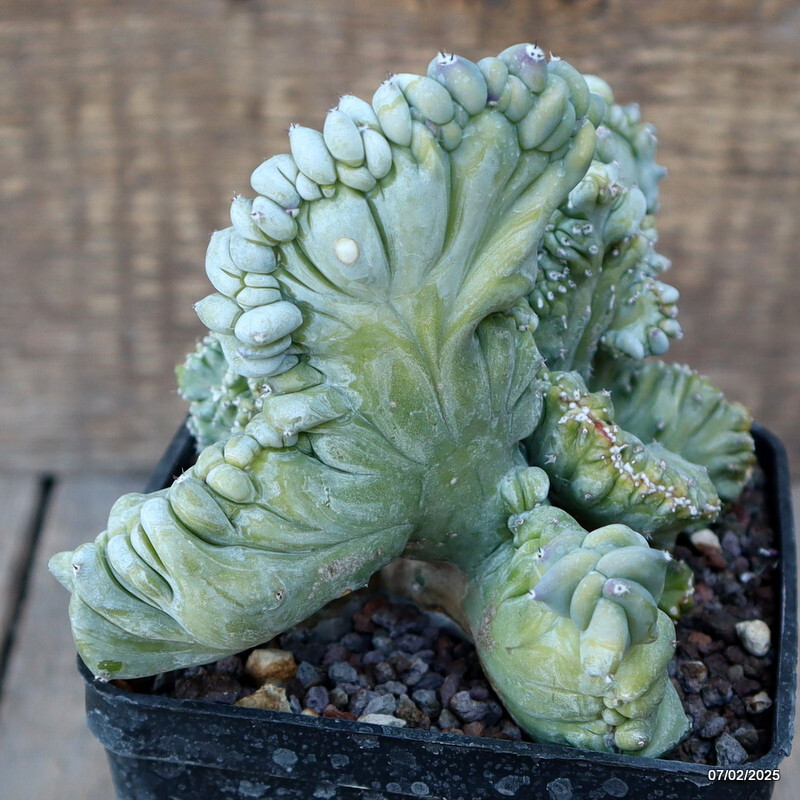 A9751 MYRTILLOCACTUS GEOMETRIZANS STRICTUS pot10-H13-W14 cm MaMa Cactus