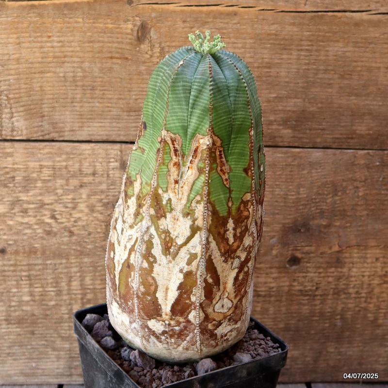 D5086 EUPHORBIA OBESA ARROW VERY OLD pot12-H24-W11 cm MaMa Cactus