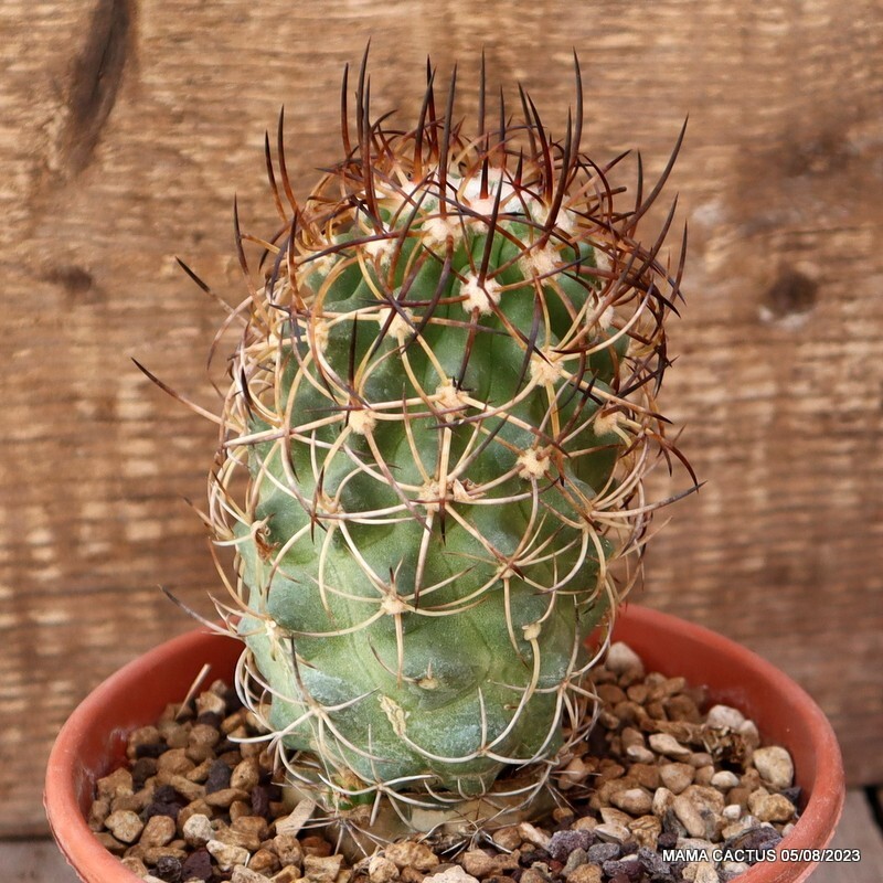 D1742 COPIAPOA ANDINA GRAFTED pot13-H13.5-W7 cm MaMa Cactus