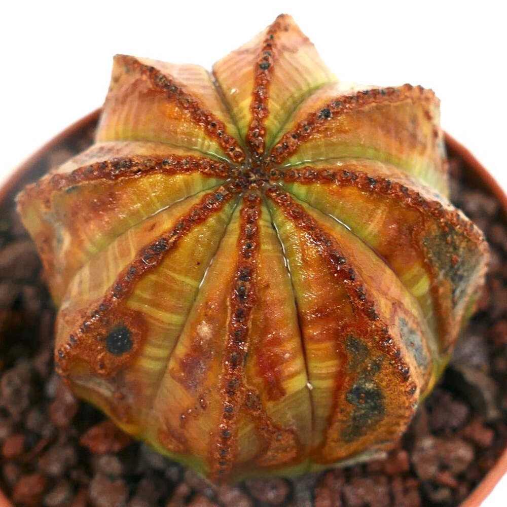 Euphorbia obesa UNUSUAL MARKS SS33 – Baseball plant | Basketball plant