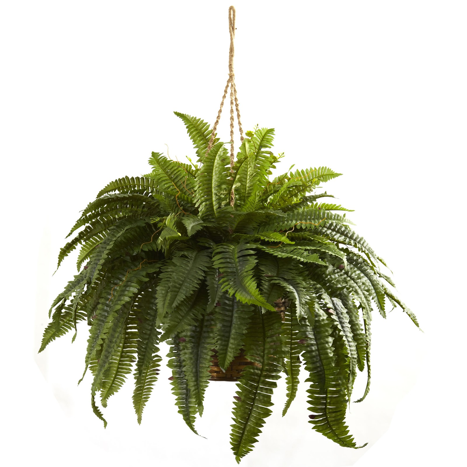 Double Giant Boston Fern Hanging Basket Lush Green 29″ Large Indoor Plant