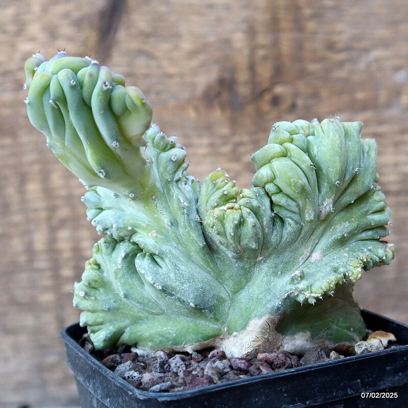 D1497 MYRTILLOCACTUS GEOMETRIZANS STRICTUS pot8-H11-W11 cm MaMa Cactus