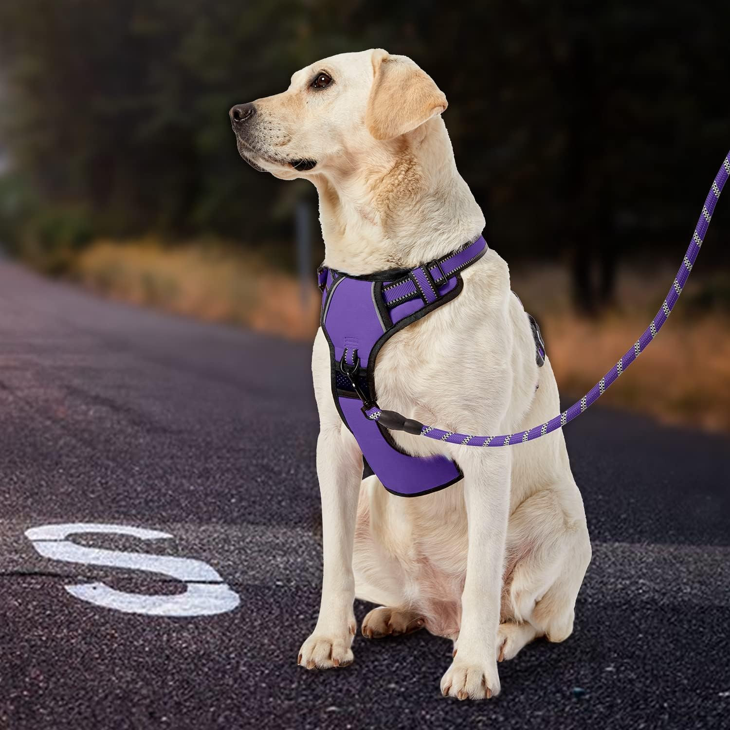 No Pull Dog Harness for Medium Dogs, Dog Vest Harness with Leash, Safety Belt an